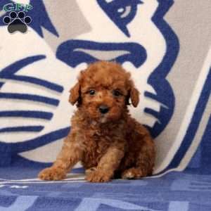 Joseph, Toy Poodle Puppy